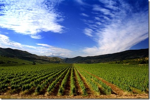 Crops in a field